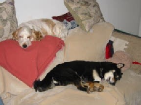 My Two Agility Dogs! LOL!