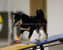Taiko on teeter at CPE trial