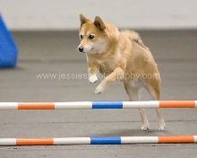 Kita agility CPEtrial jumping