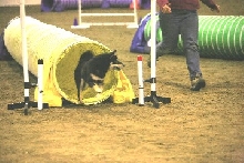Taiko Agility Jumpers CPE pic #2