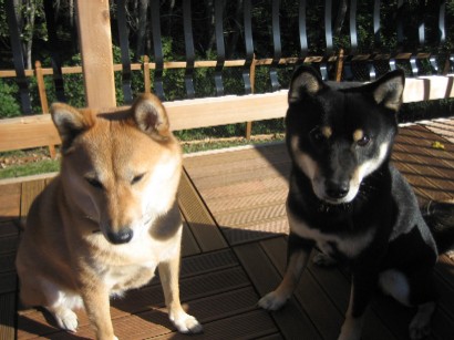 Kita and Taiko on new deck