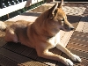 Kita on new deck