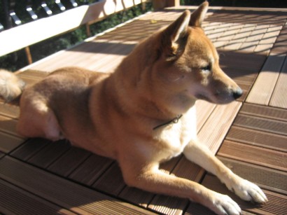 Kita on new deck