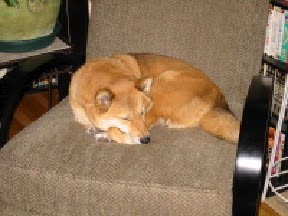 Kita sleeping- tired out from too mcuh playing
