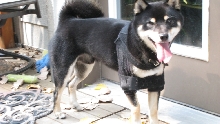 Taiko in his Hobbles