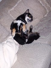 Taiko Resting Up-Side-Down