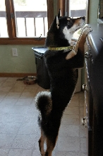 Katsu begging for treats