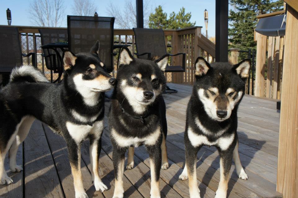 Katsu, Taiko and Goblin