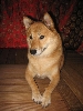 Kita profile red background