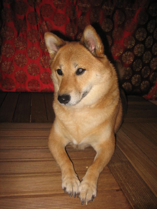 Kita profile red background