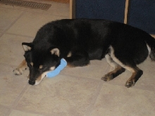 Taiko paw injury