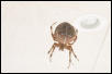 Spider Outside My Window