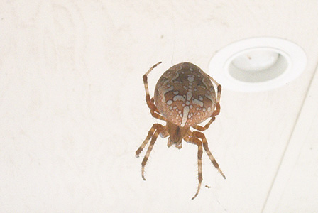 Spider Outside My Window