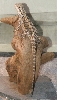 Bearded Dragon