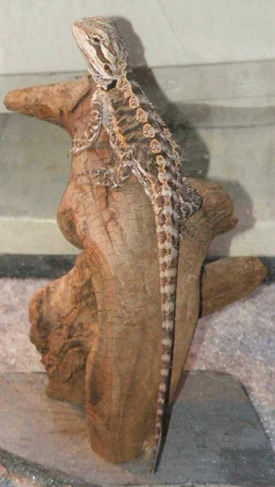 Bearded Dragon