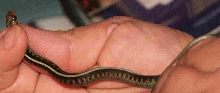 Garter species ID?