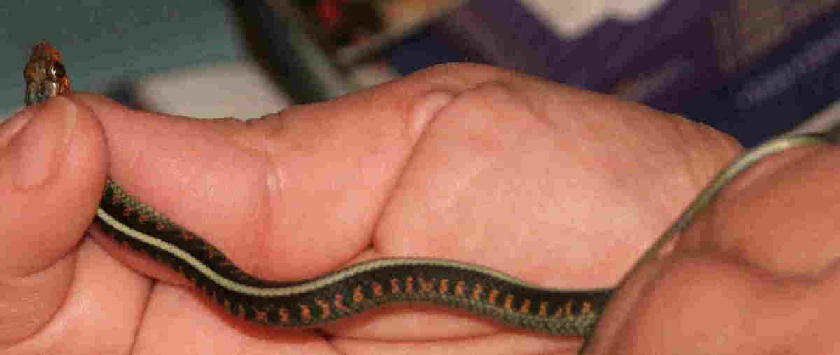 Garter species ID?