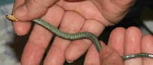 Garter species ID?