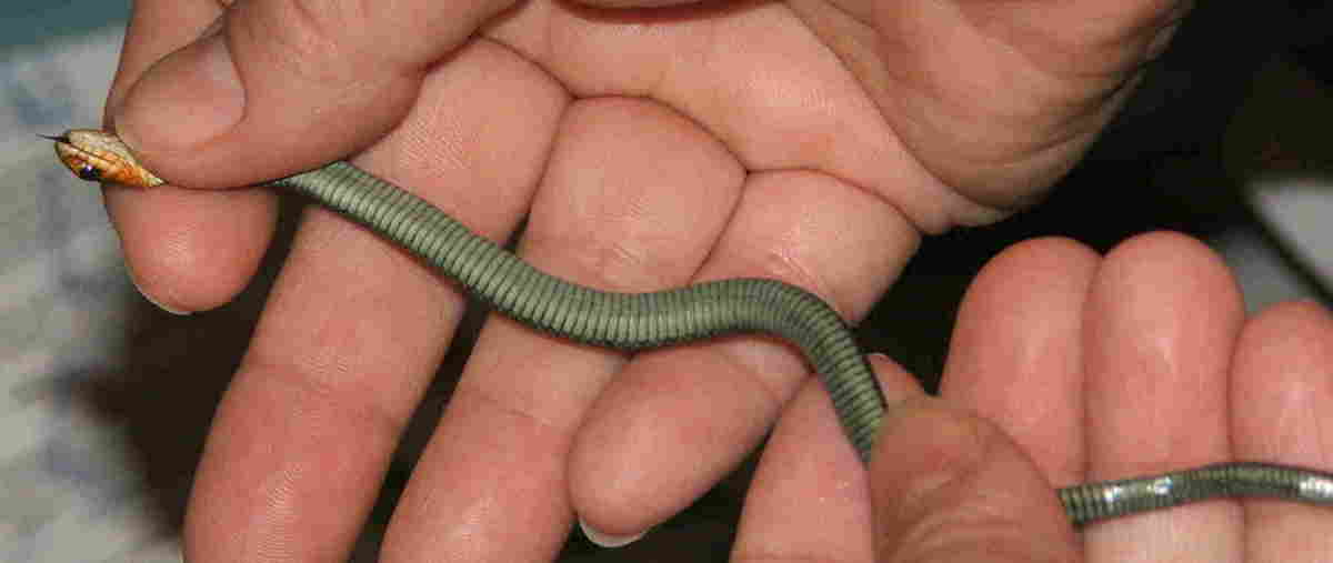 Garter species ID?