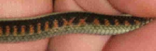Garter species ID?