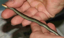 Garter species ID?