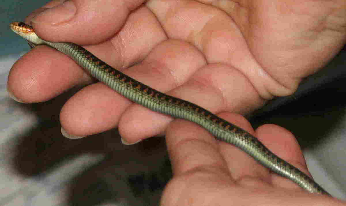 Garter species ID?