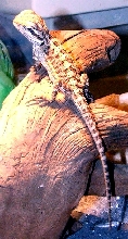 Tiny - my first Bearded Dragon