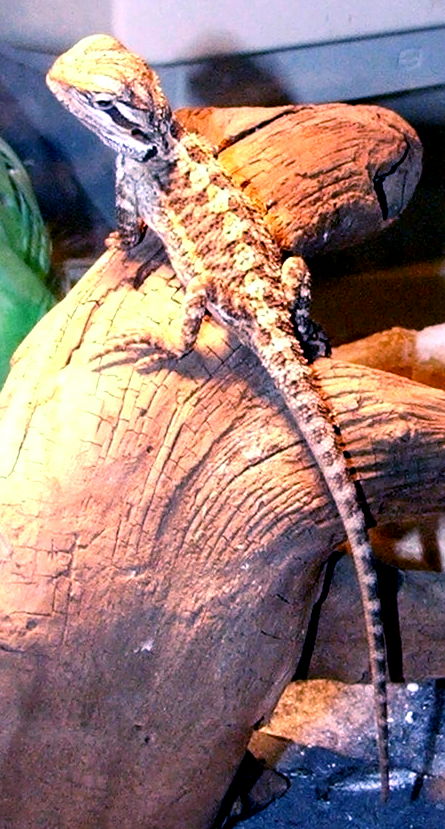 Tiny - my first Bearded Dragon