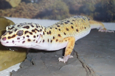 Gecko