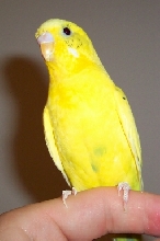 Tweet