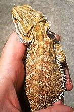 GxO male 1