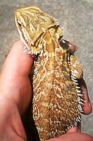 GxO male 1