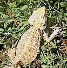 GxO male 2