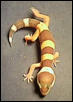 Albino Gecko 1