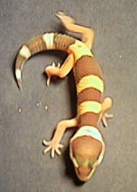 Albino Gecko 1