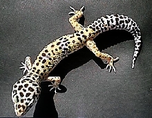 HT1 female