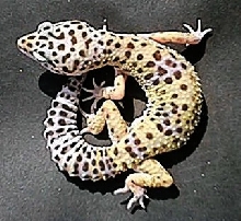 HA1-female