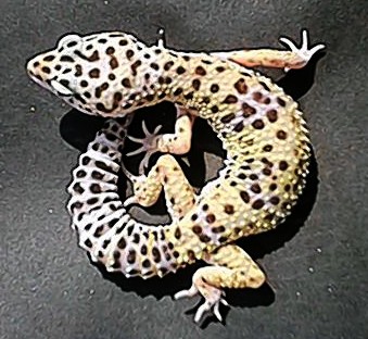 HA1-female