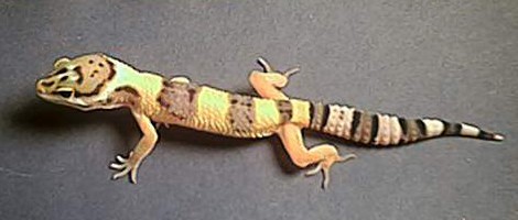 Hypo-Tang 1