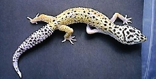 Hypo-Tang female