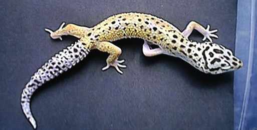 Hypo-Tang female