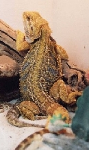 Orange Tiger 1b