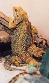 Orange Tiger 1b