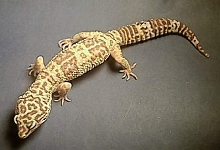 Adult Male Albino Gecko
