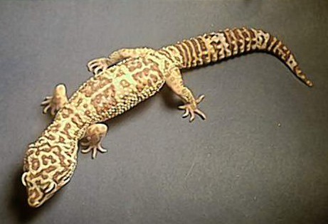 Adult Male Albino Gecko