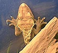 crested gecko 1