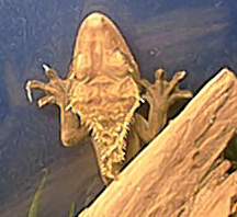 crested gecko 1