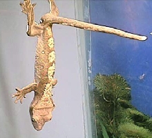 crested gecko 2
