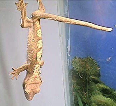 crested gecko 2