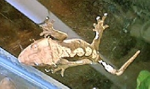 crested gecko 3